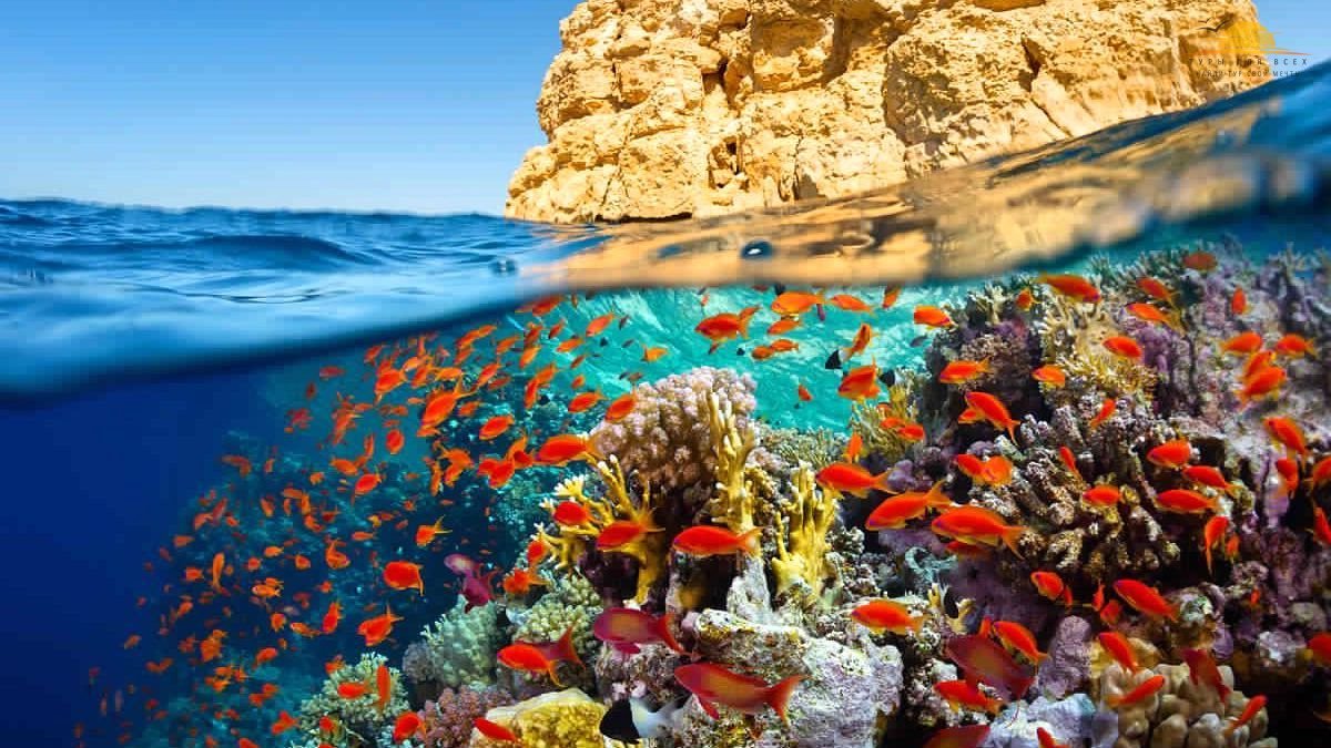 Окаменелое коралловое дно Шарм-эль-Шейха
